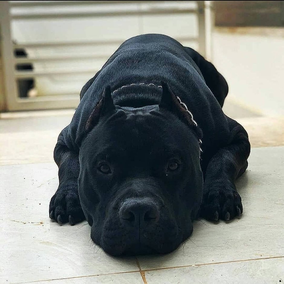 Питбуль черный щенок