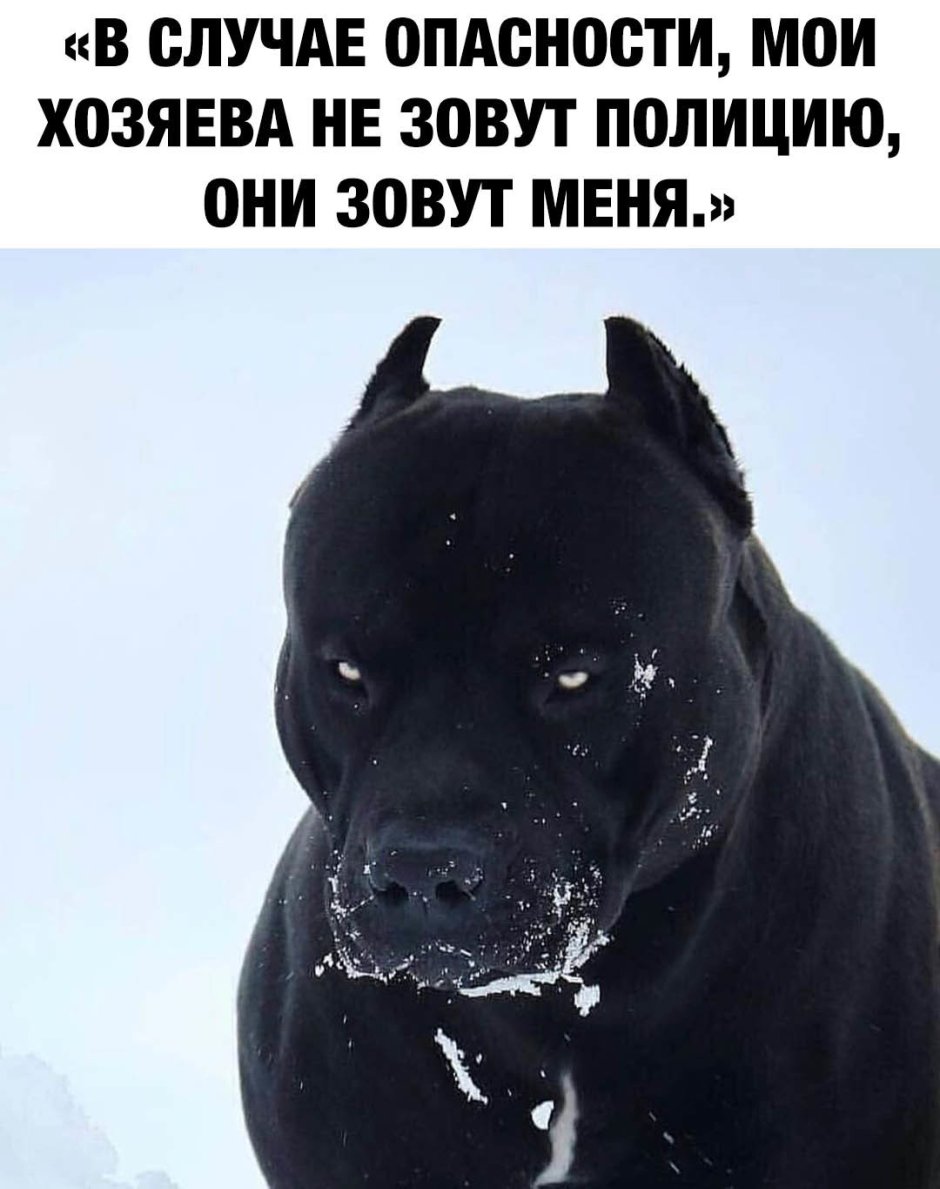 Американский питбультерьер черный