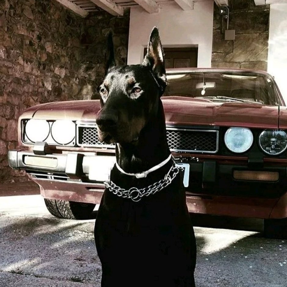 Катрина Доберман модель