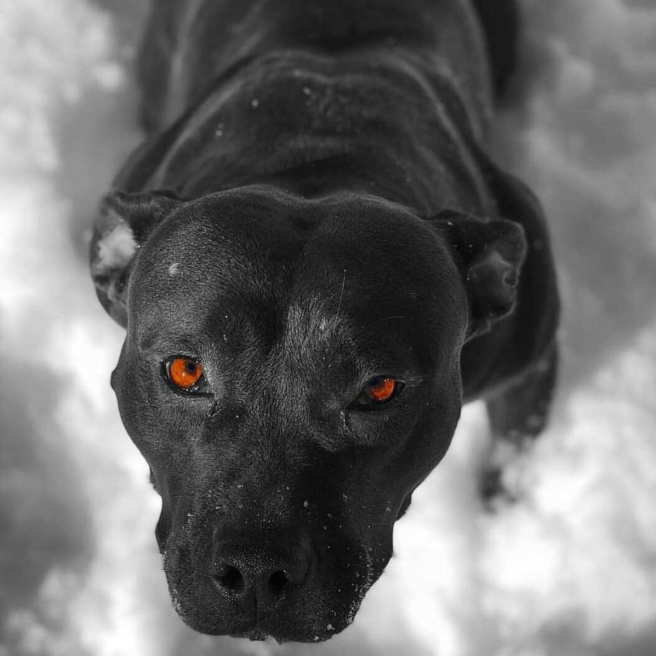 Стаффордширский бультерьер оскал