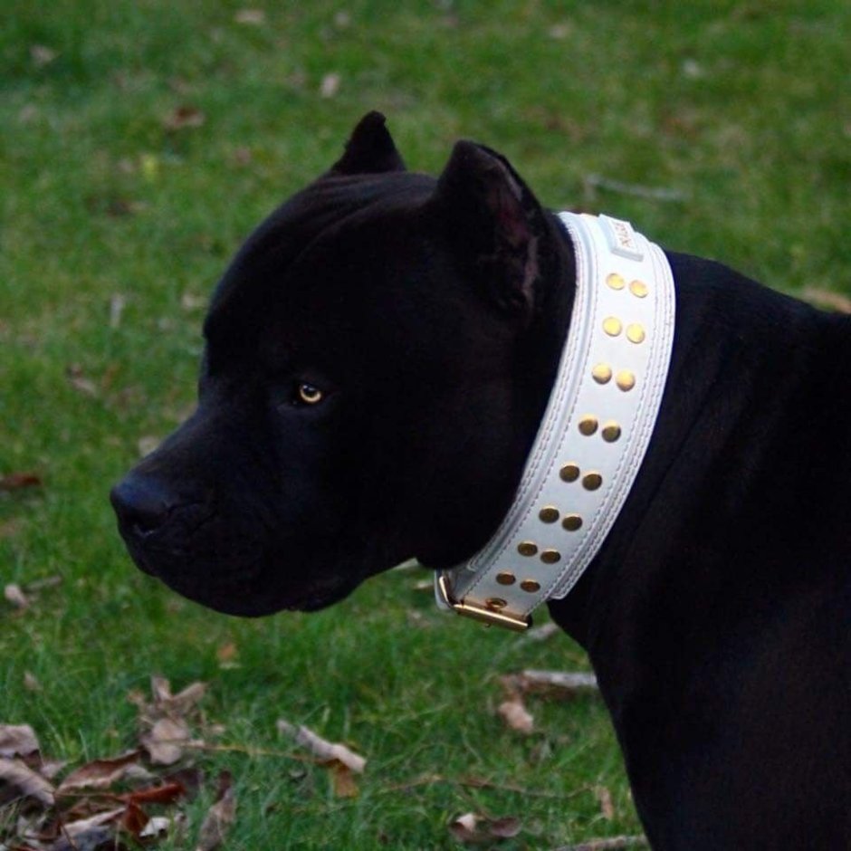 Американский стаффордширский терьер черный