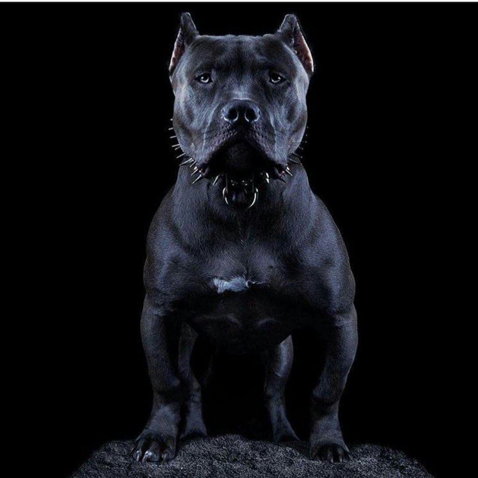 Питбуль черный бриллиант