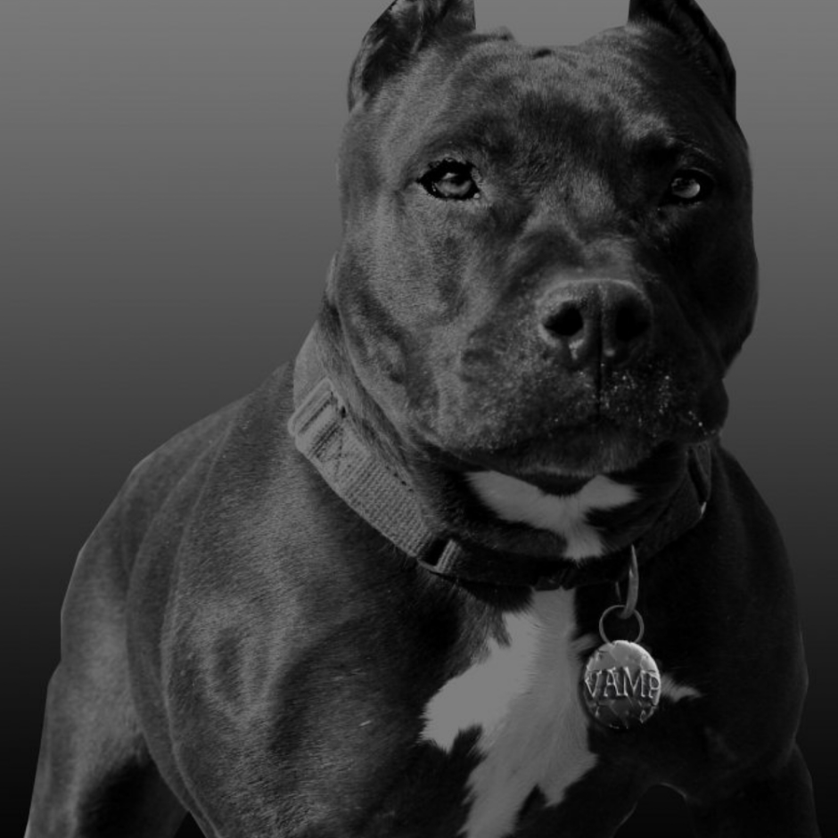 Американский питбультерьер черный