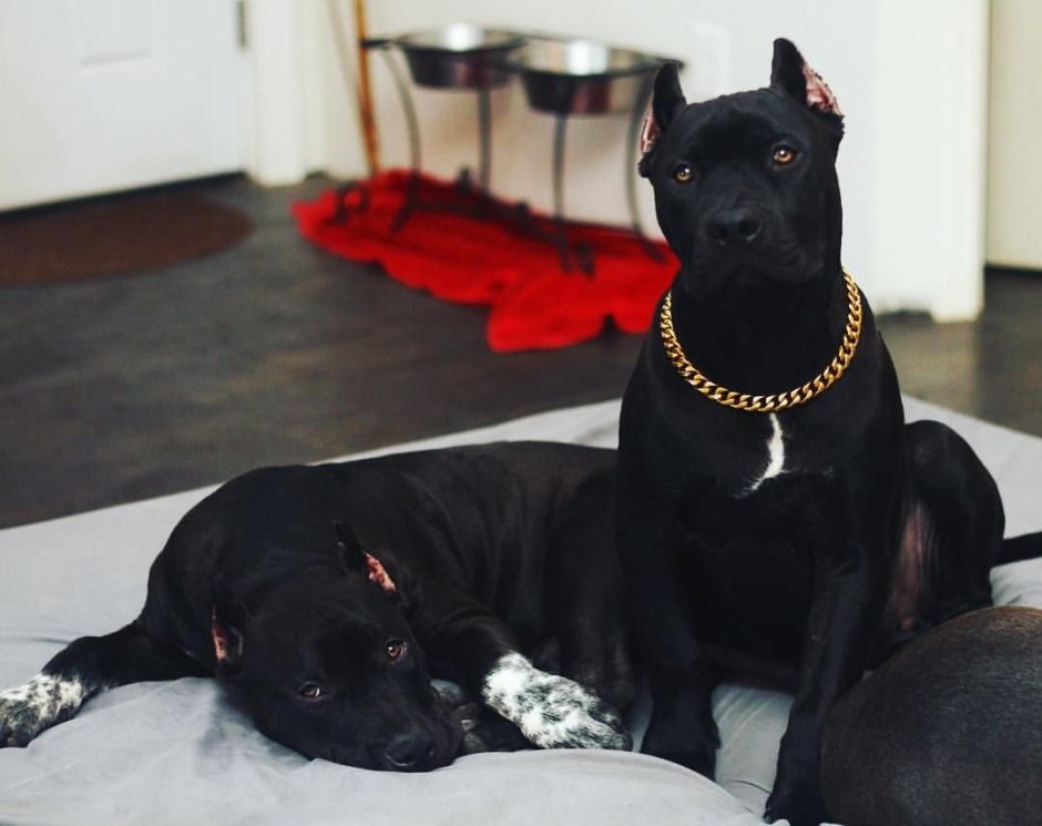 Русская сторожевая собака фото черная