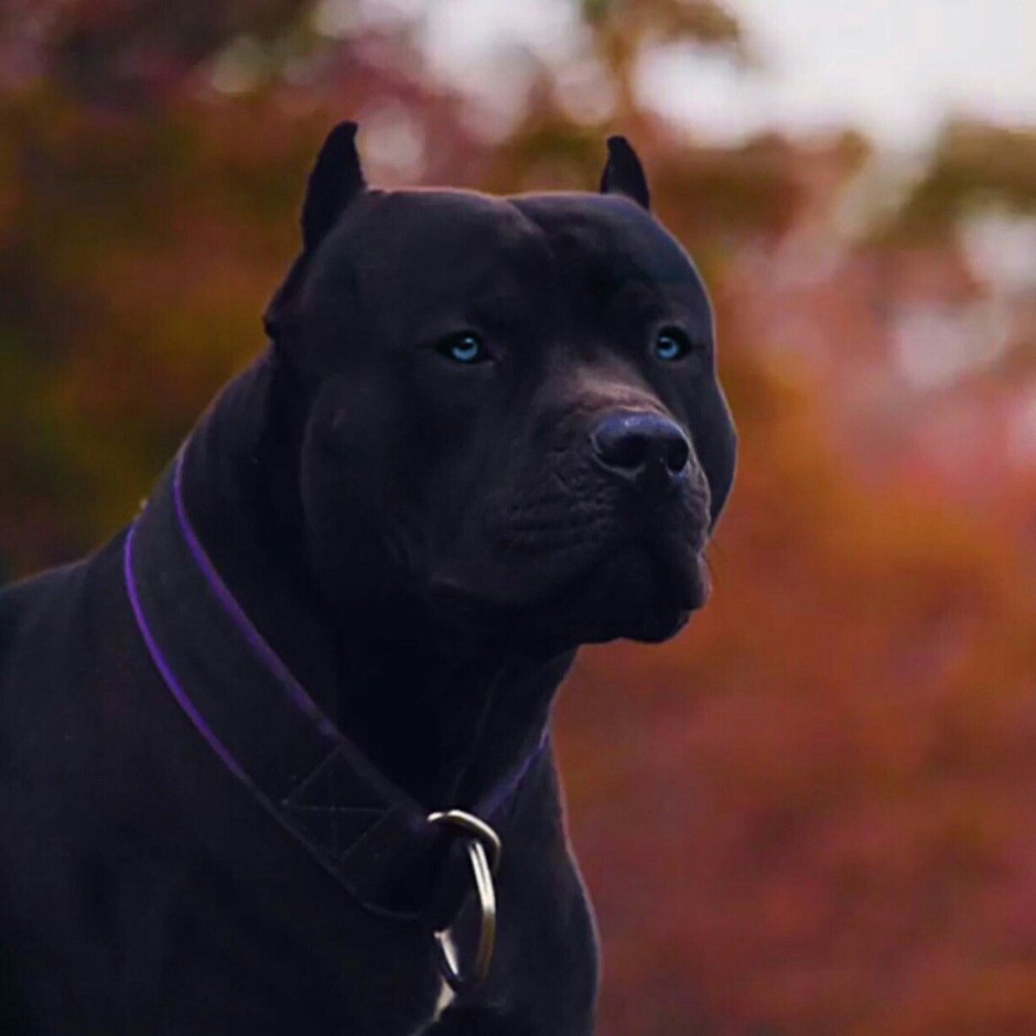 Американский стаффордширский терьер черный