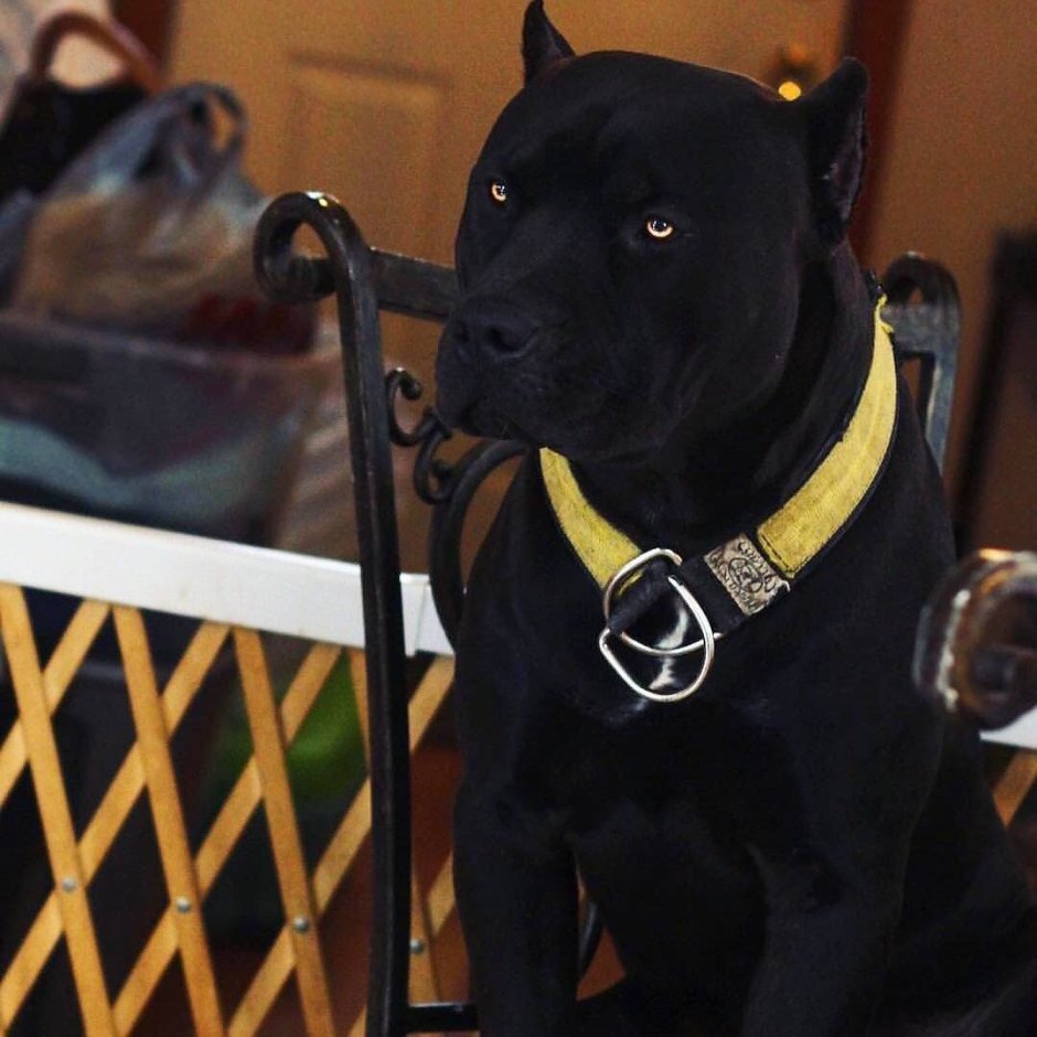 Стаффордширский терьер ч