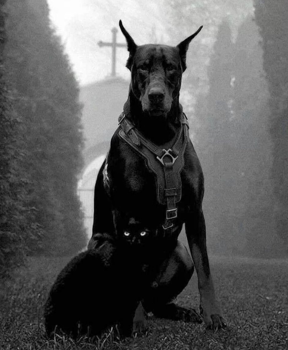 БМВ м4 питбуль