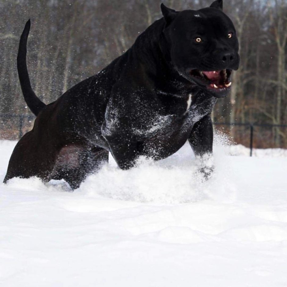 Бультерьер офник