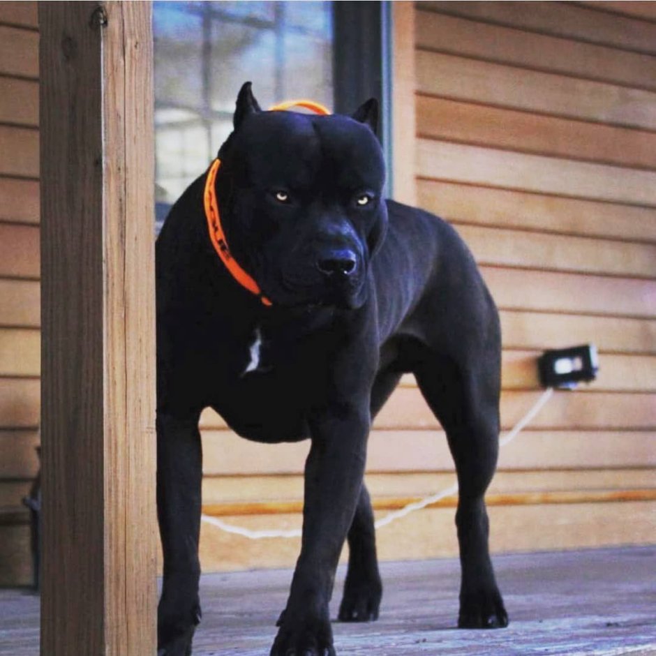 Кане Корсо и стаффордширский терьер