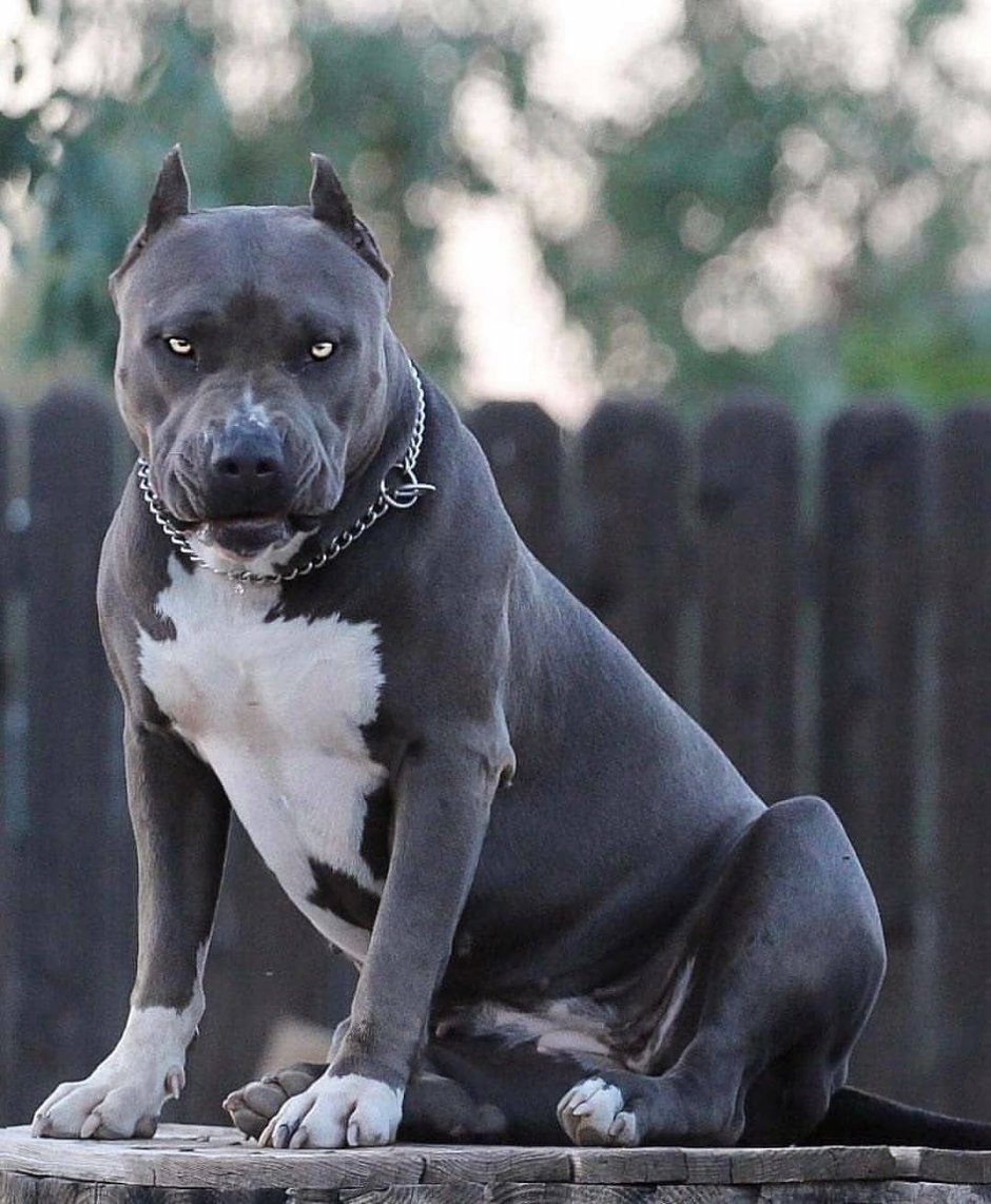 Щенок питбультерьера черно белый