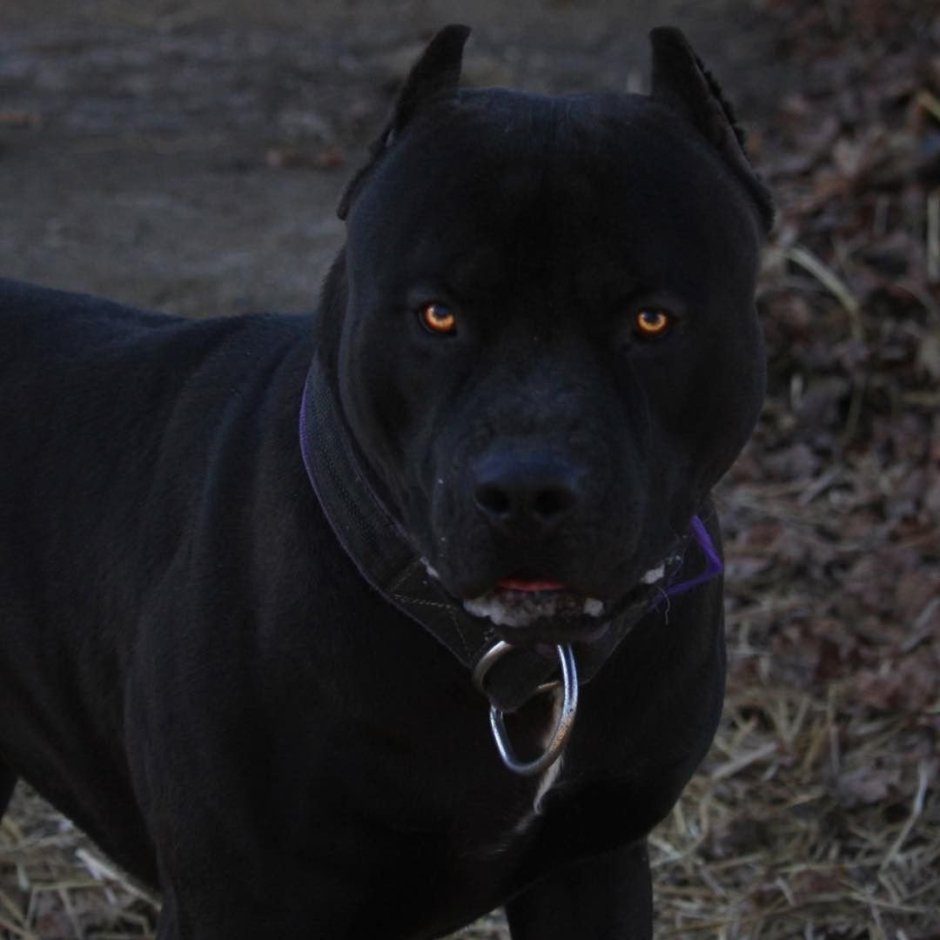 Питбуль на аву