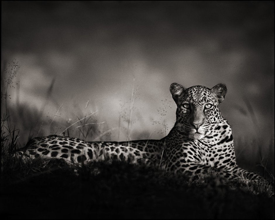Ник Брандт Nick Brandt