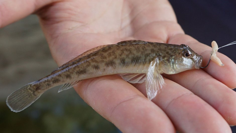 Neogobius fluviatilis