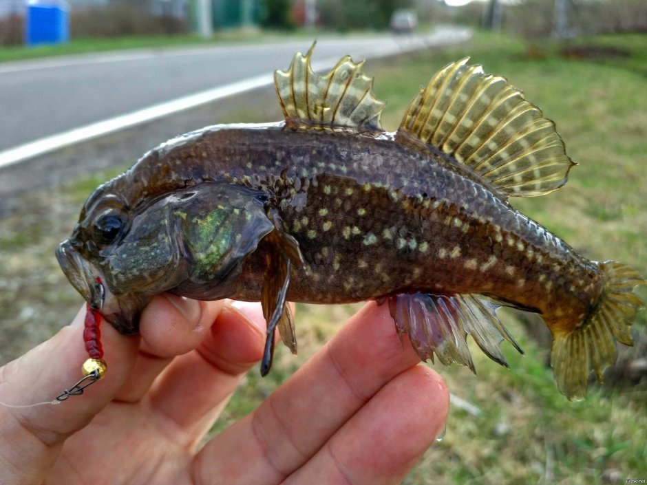 Амурский ротан (Perccottus glenii