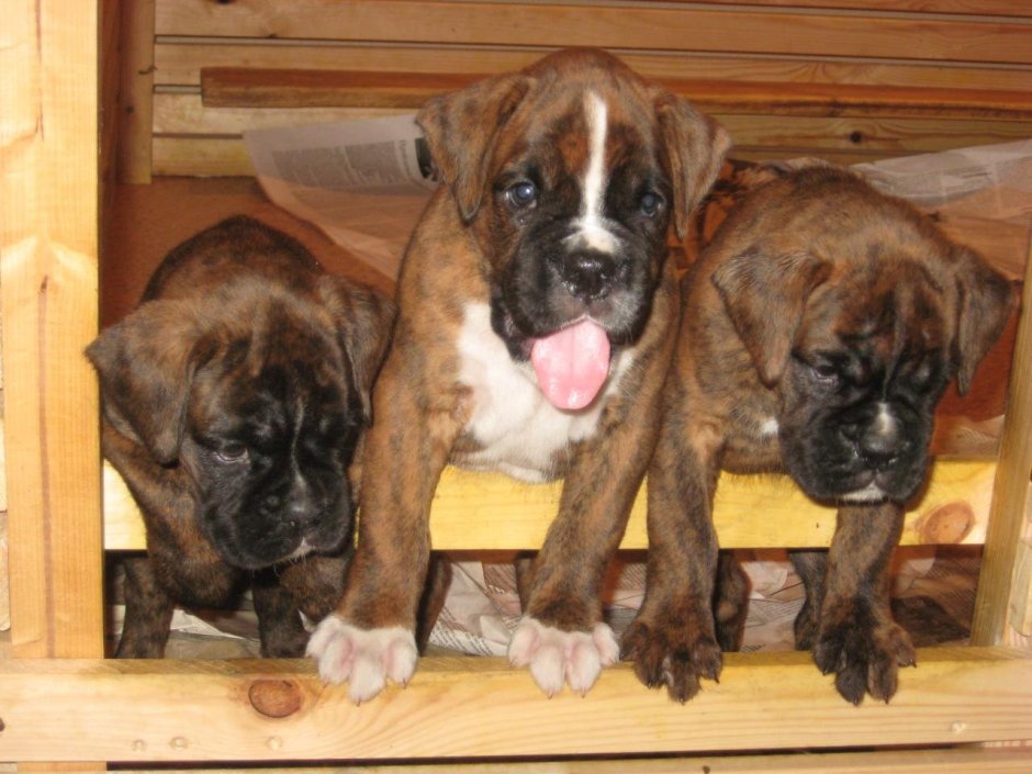 Brindle Boxer