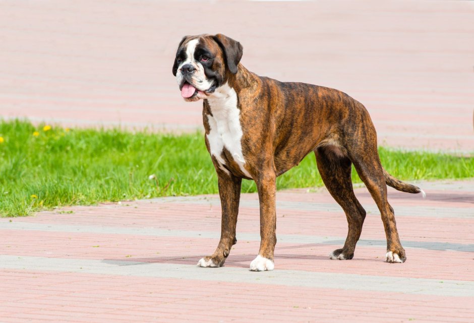 Dog Boxer. Тигровый