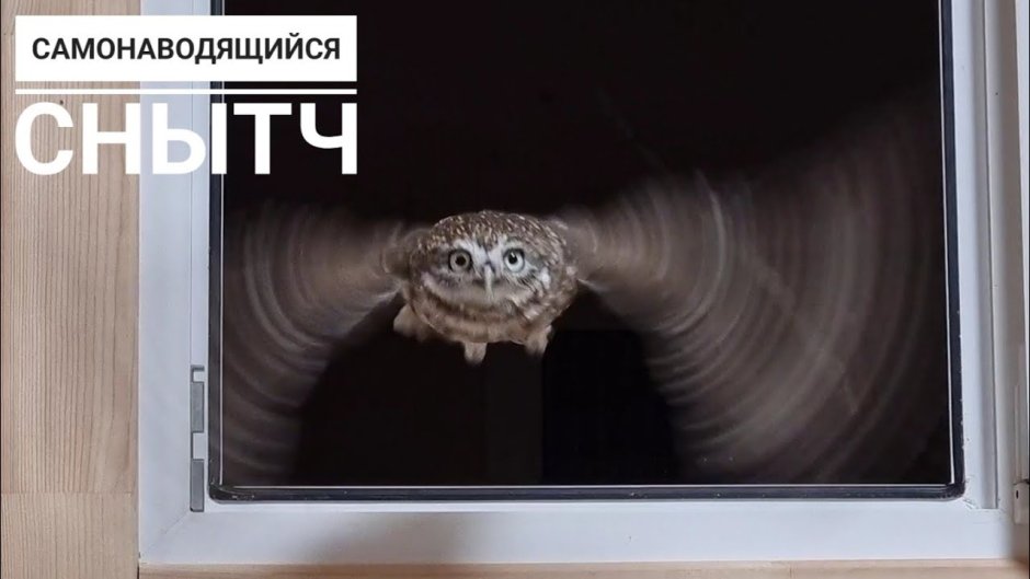 Сыч лучик гавкает