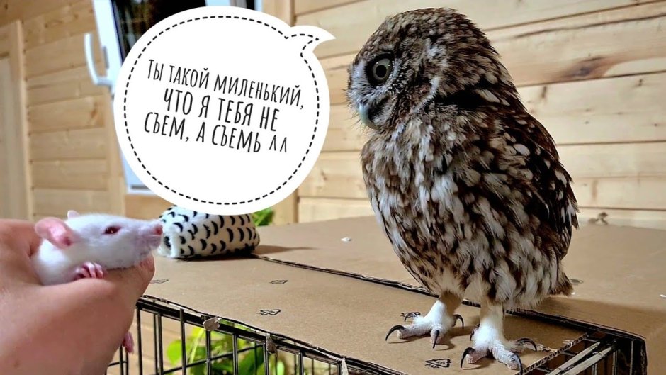Сыч лучик