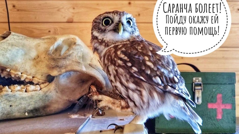 Совы филины сычи глазами художника