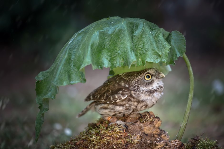 The little Owl