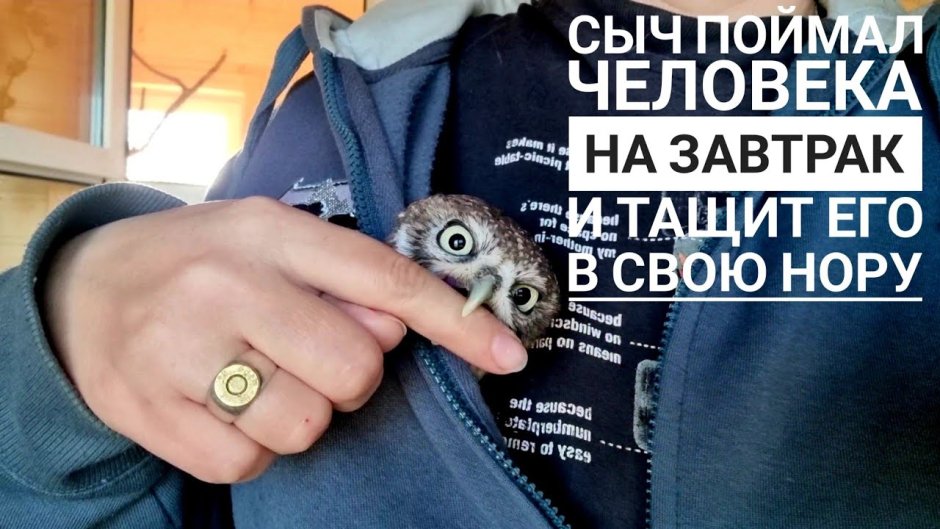 Сычик дом Совы