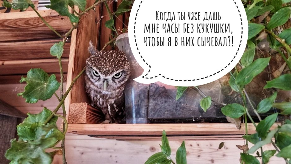 Сыч лучик лает