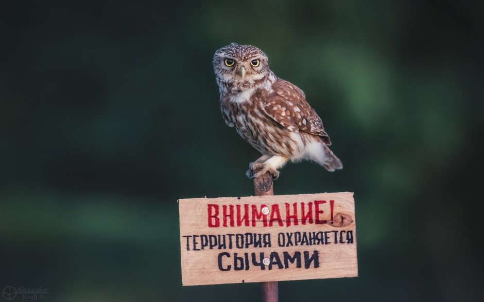 Оперение Совы