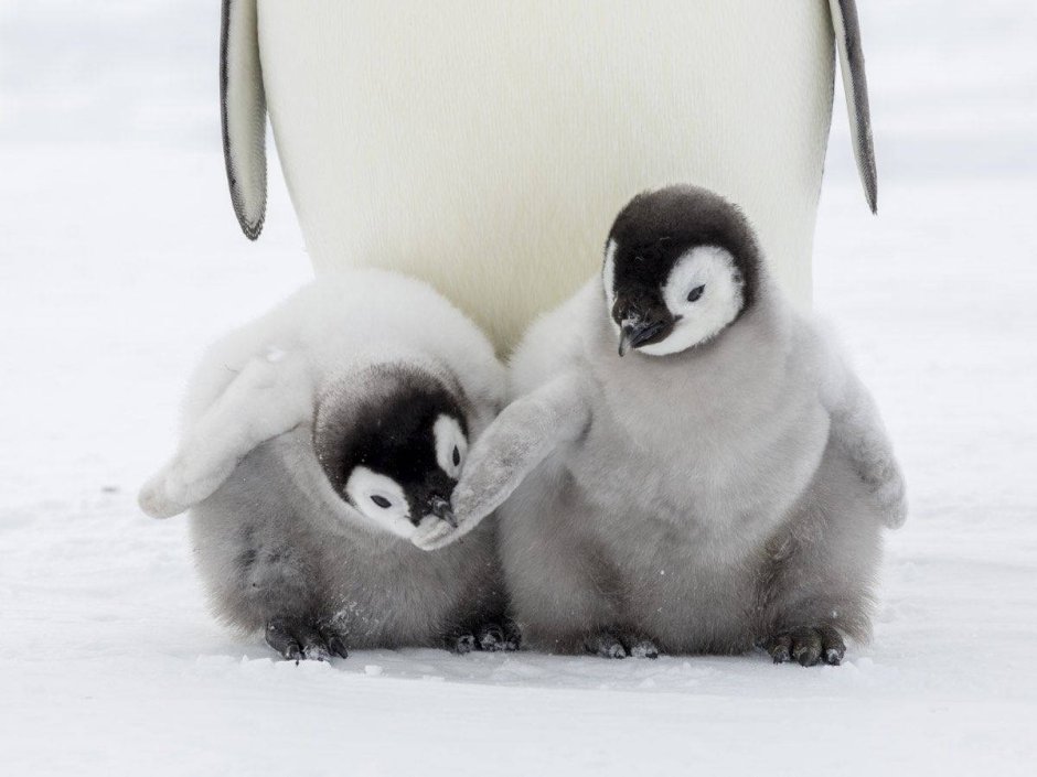 Pingu 2004