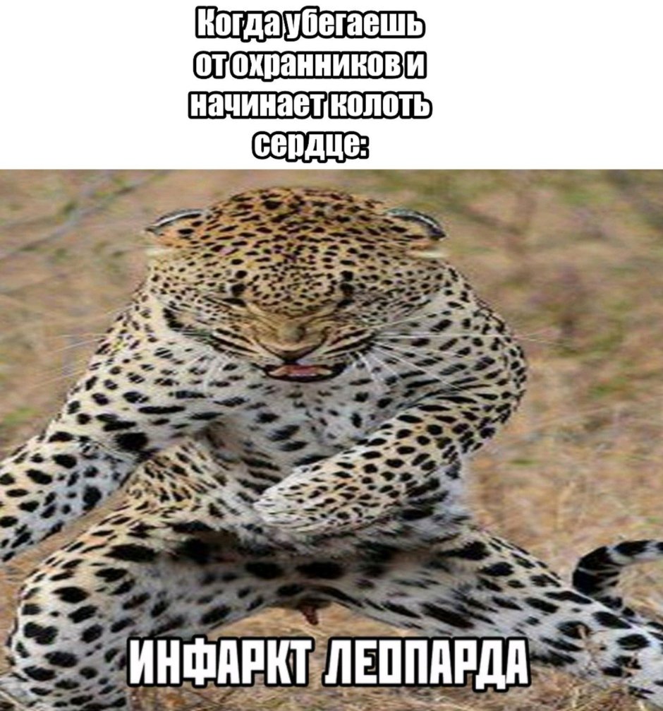 Шутки про леопарда
