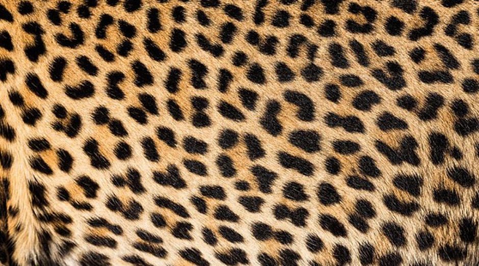 Leopard Print