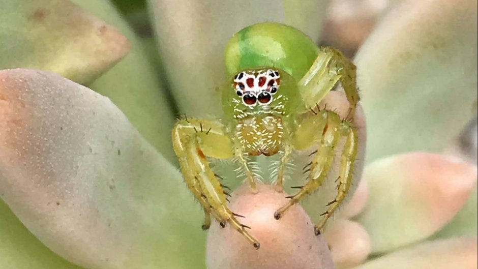 Зеленый паук с лицом на спине