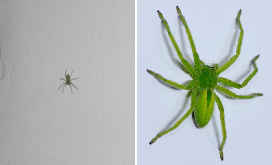 Зелёный паук в доме