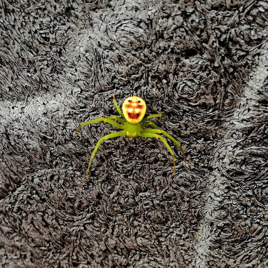 Зеленый паук с лицом на спине