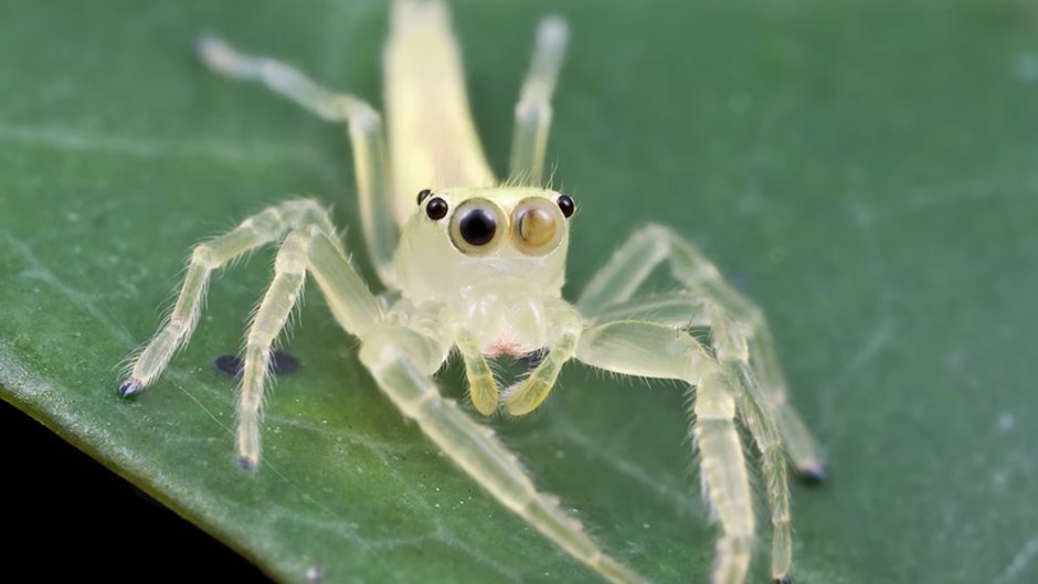 Прозрачный паук-скакунчик