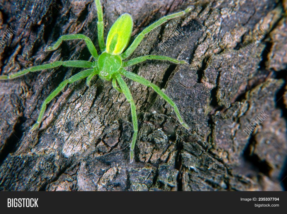 Зеленый охотничий паук