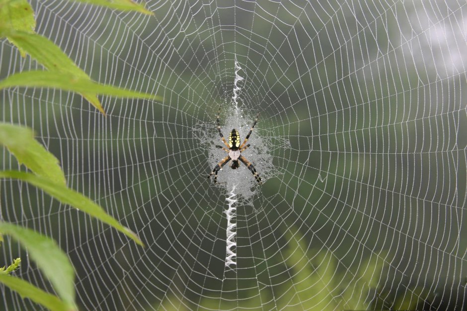 Паук птицеед паутина