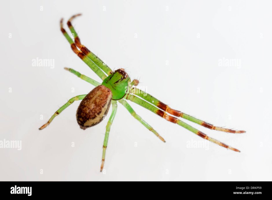 Маленький зеленый паук с длинными передними лапами
