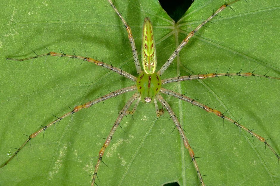 Зеленый ядовитый паук