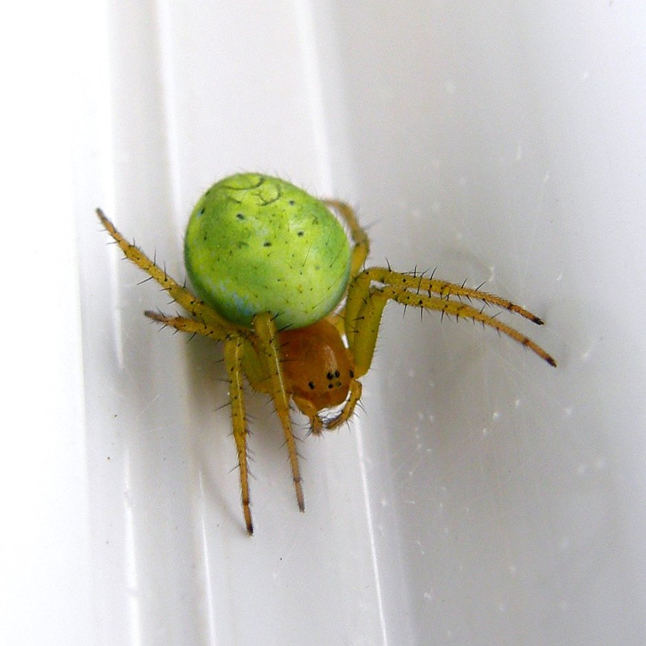 Зеленый паук