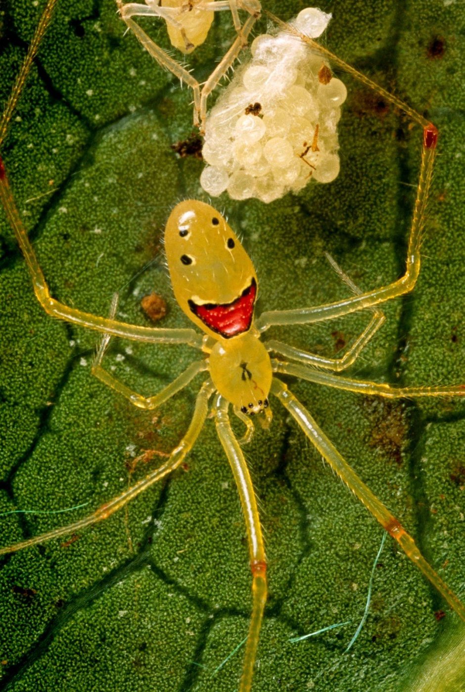 Теридион гралатор