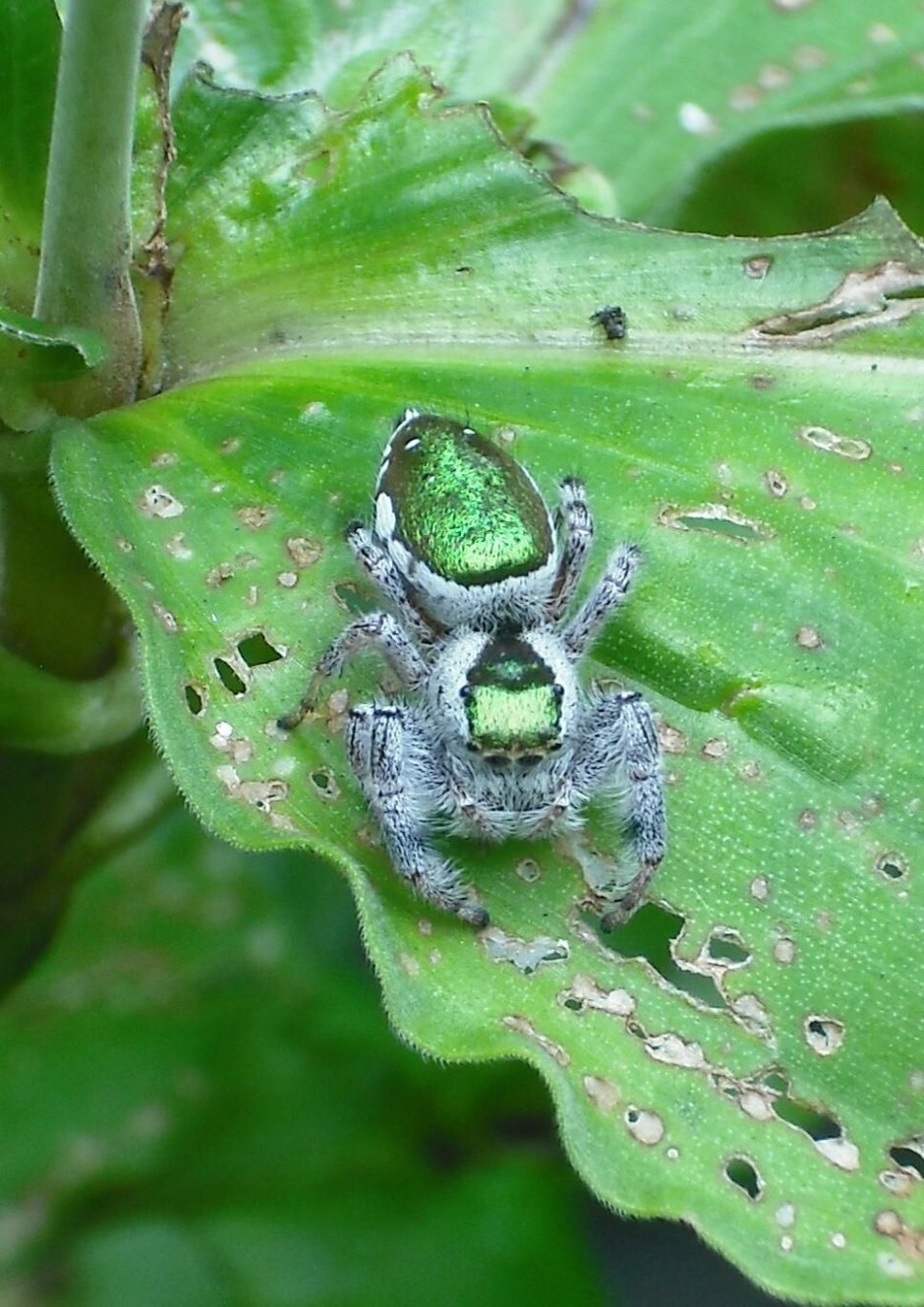 Виноградный паук зеленый