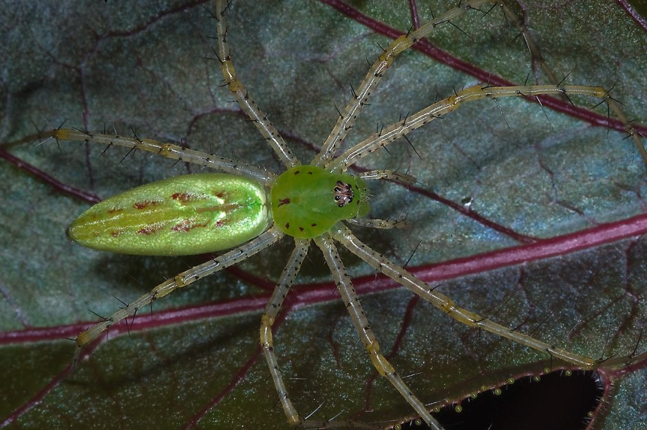 Зеленый ядовитый паук
