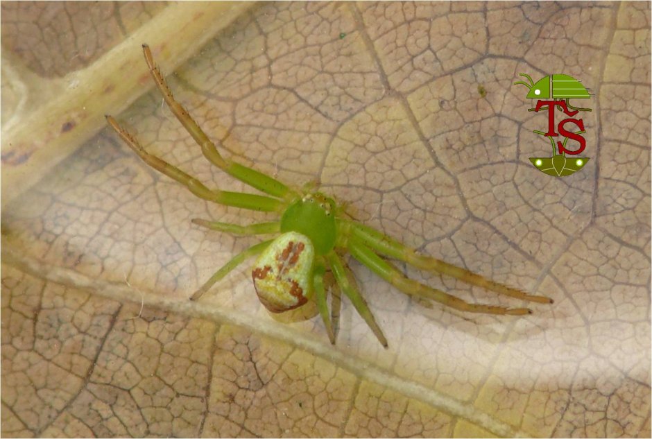 Паук Эбрехтелла зелёный