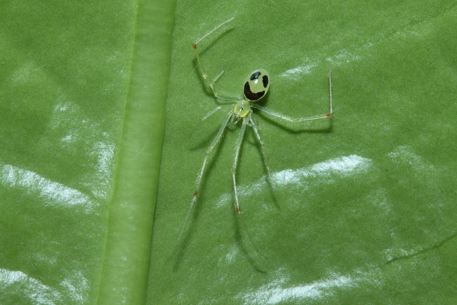 Theridion grallator улыбающийся паук