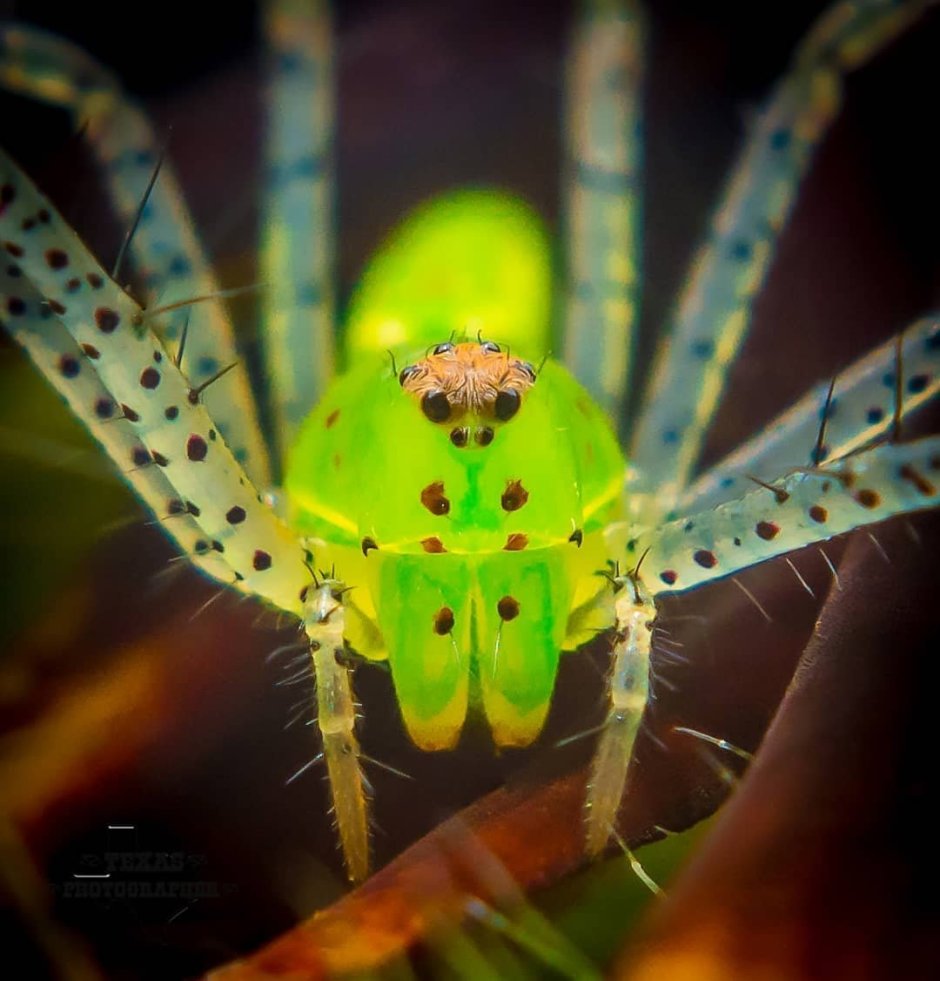 Шестиногий паук