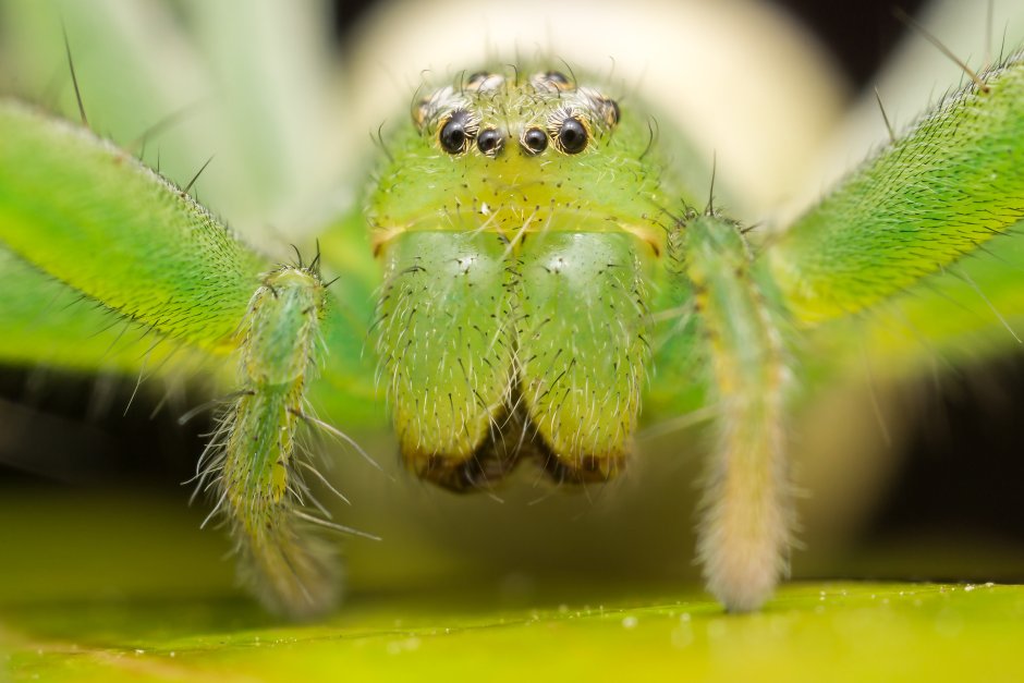 Micrommata virescens (микроммата зеленая