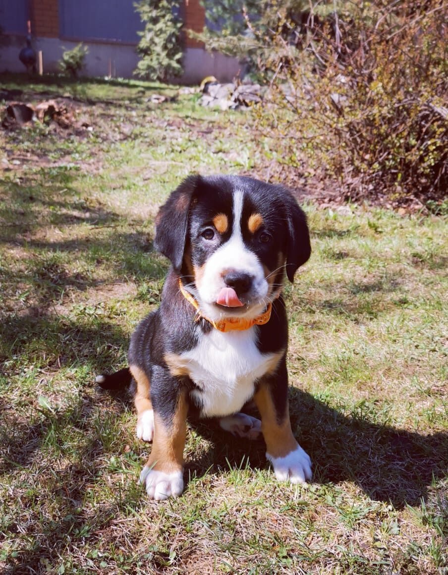 Greater Swiss Mountain Dog