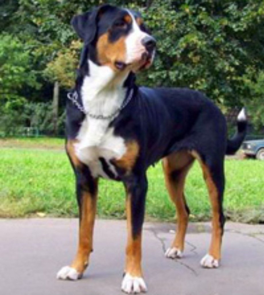 Большой швейцарский зенненхунд