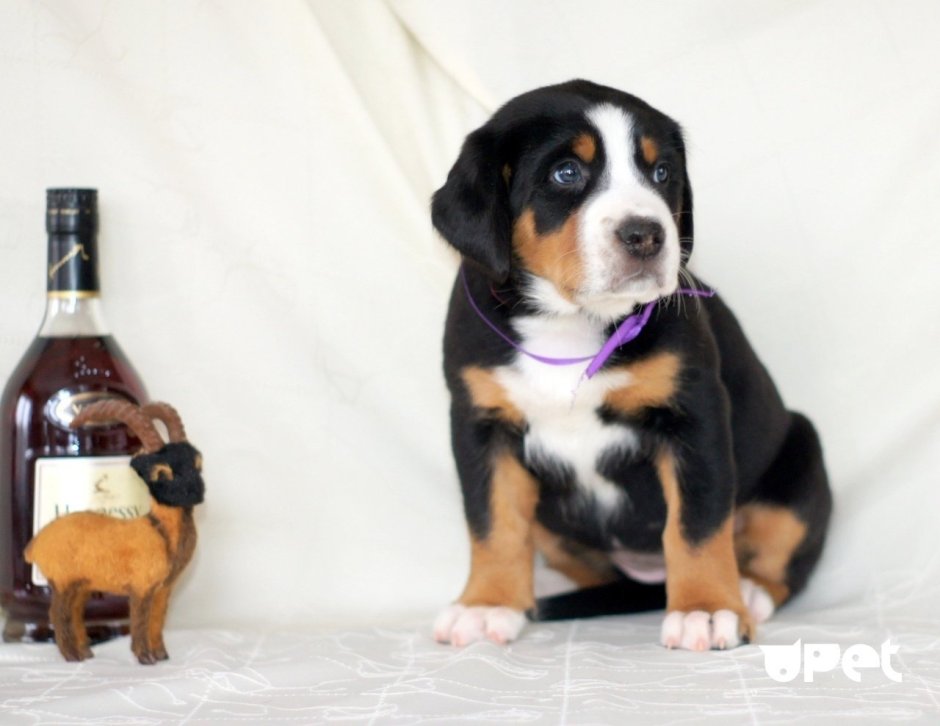 Большой швейцарский зенненхунд Адамас Грищук