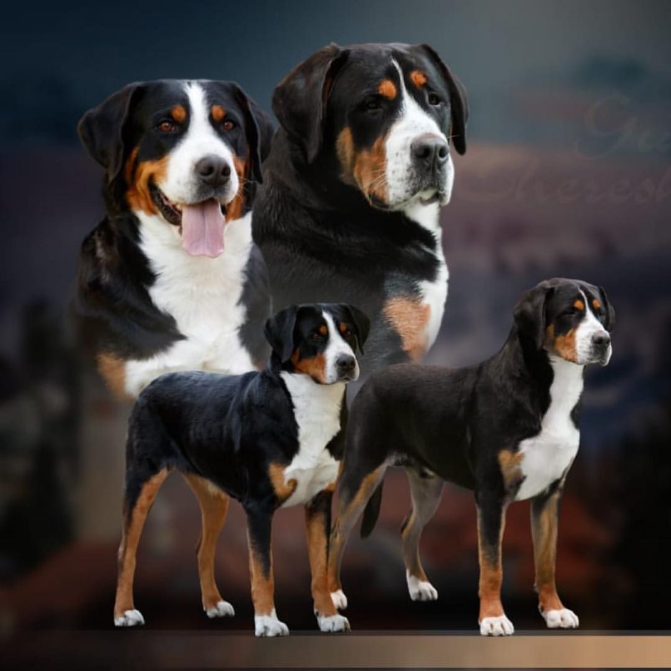 Швейцарские зинерхун Грос